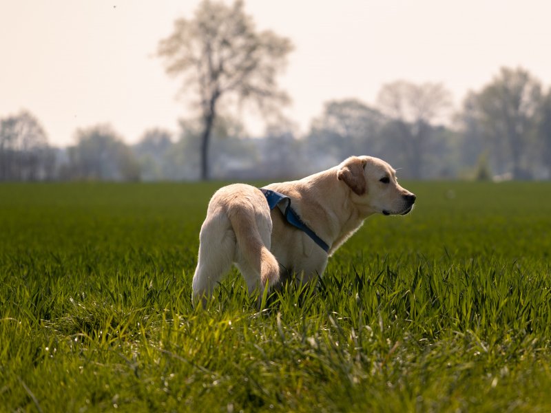Apporte Assistenzhunde