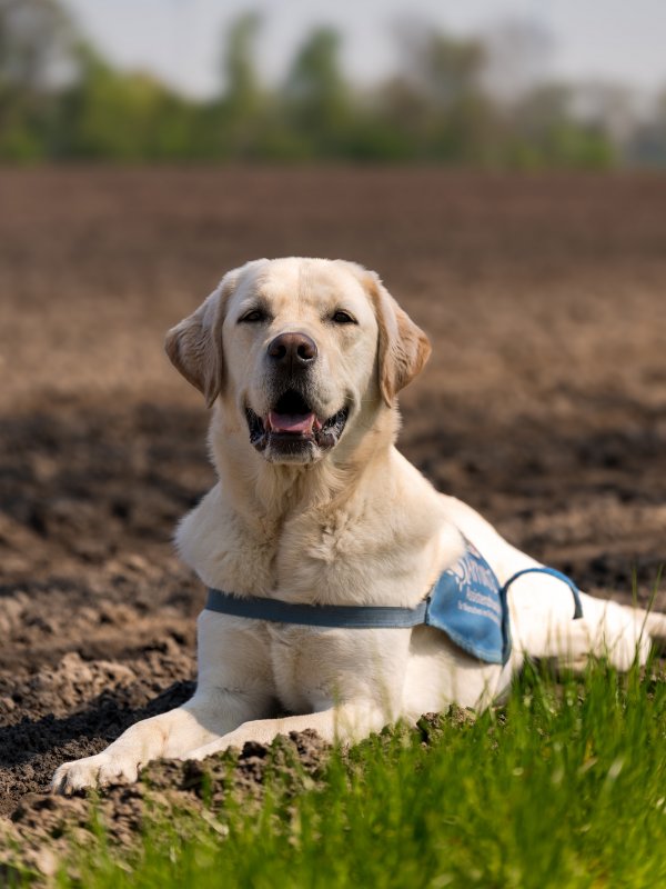 Apporte Assistenzhunde