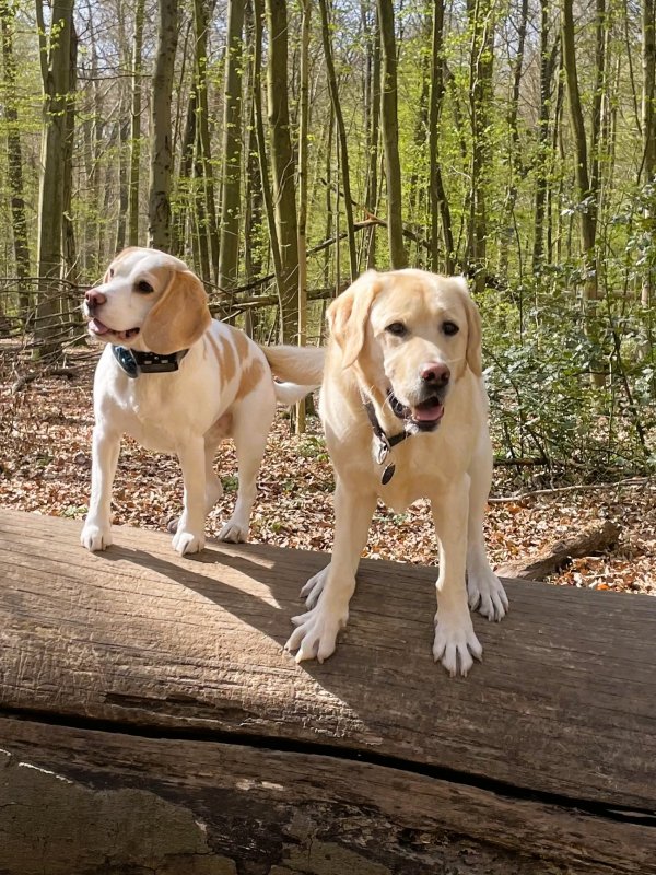 Apporte Assistenzhunde