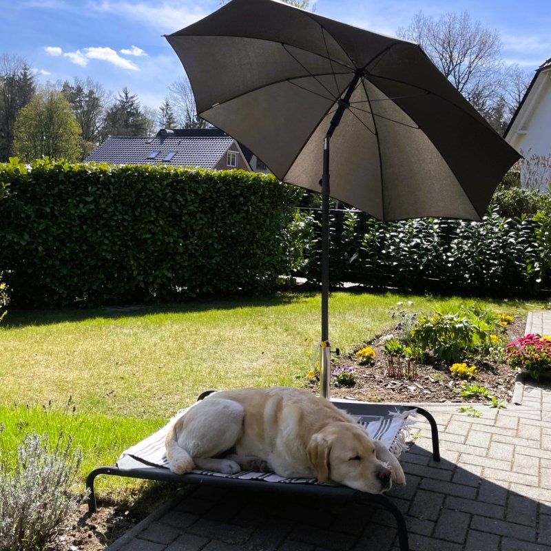 Apporte Assistenzhunde