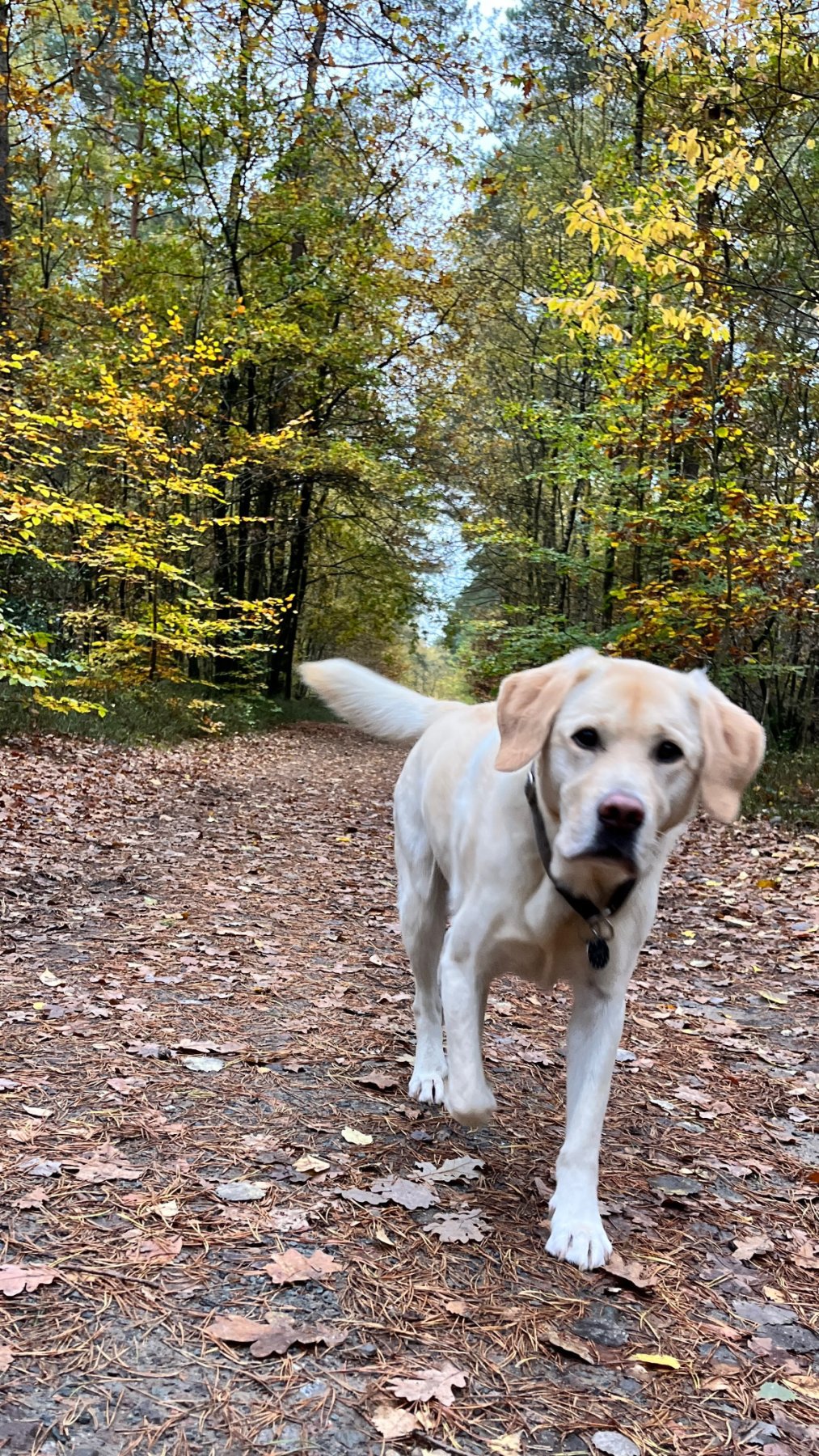 Apporte Assistenzhunde