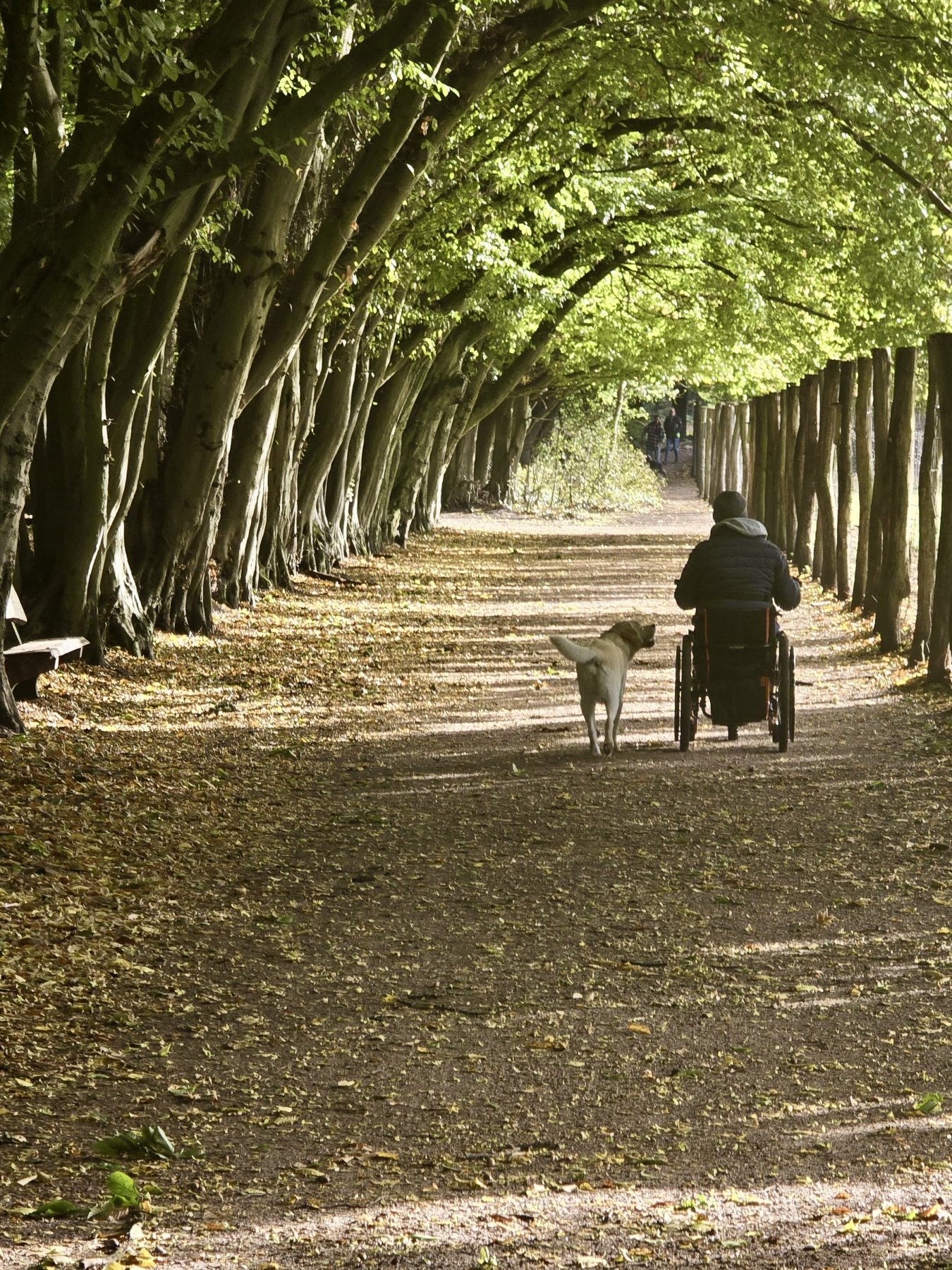 Apporte Assistenzhunde