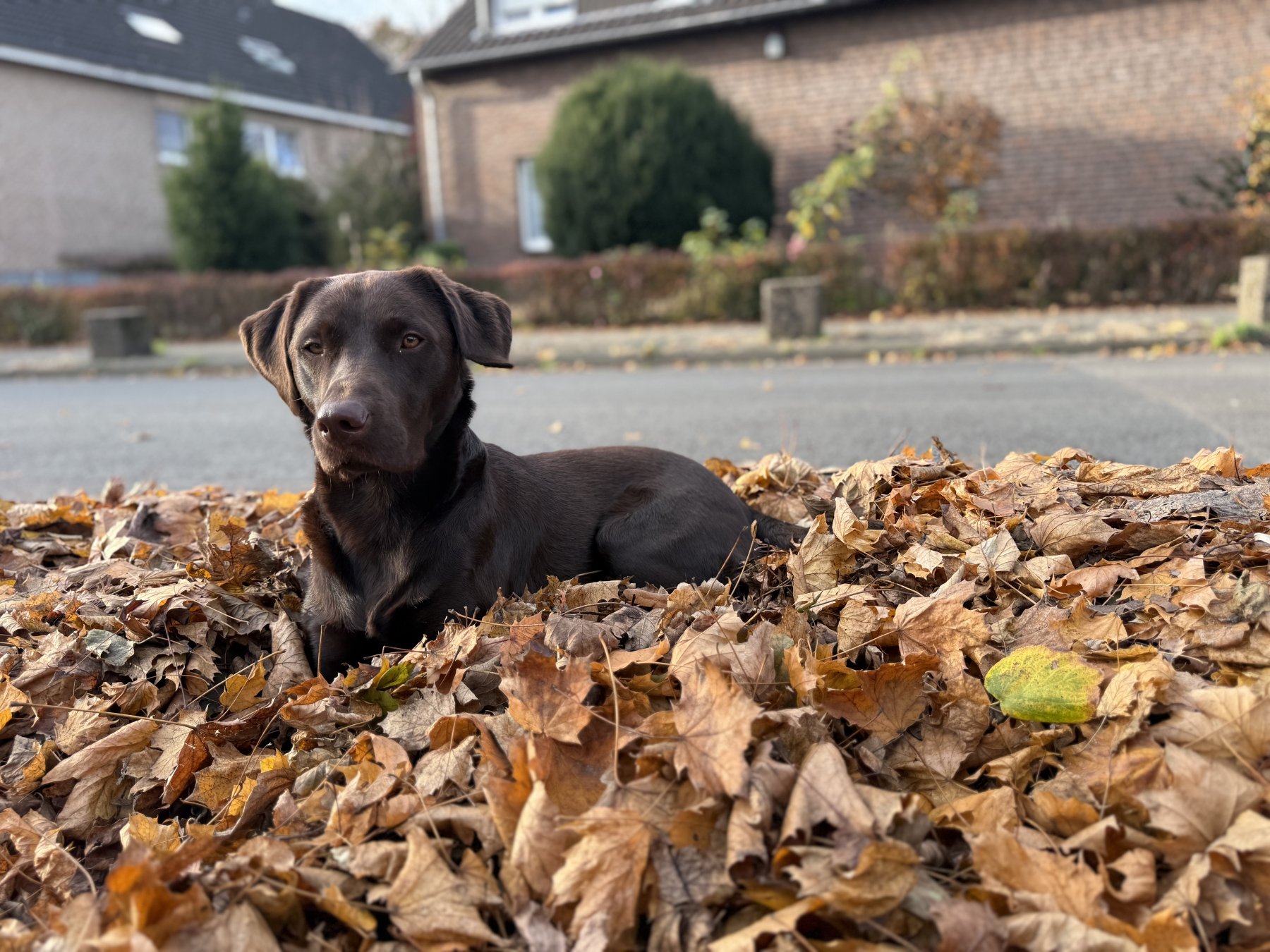 Apporte Assistenzhunde