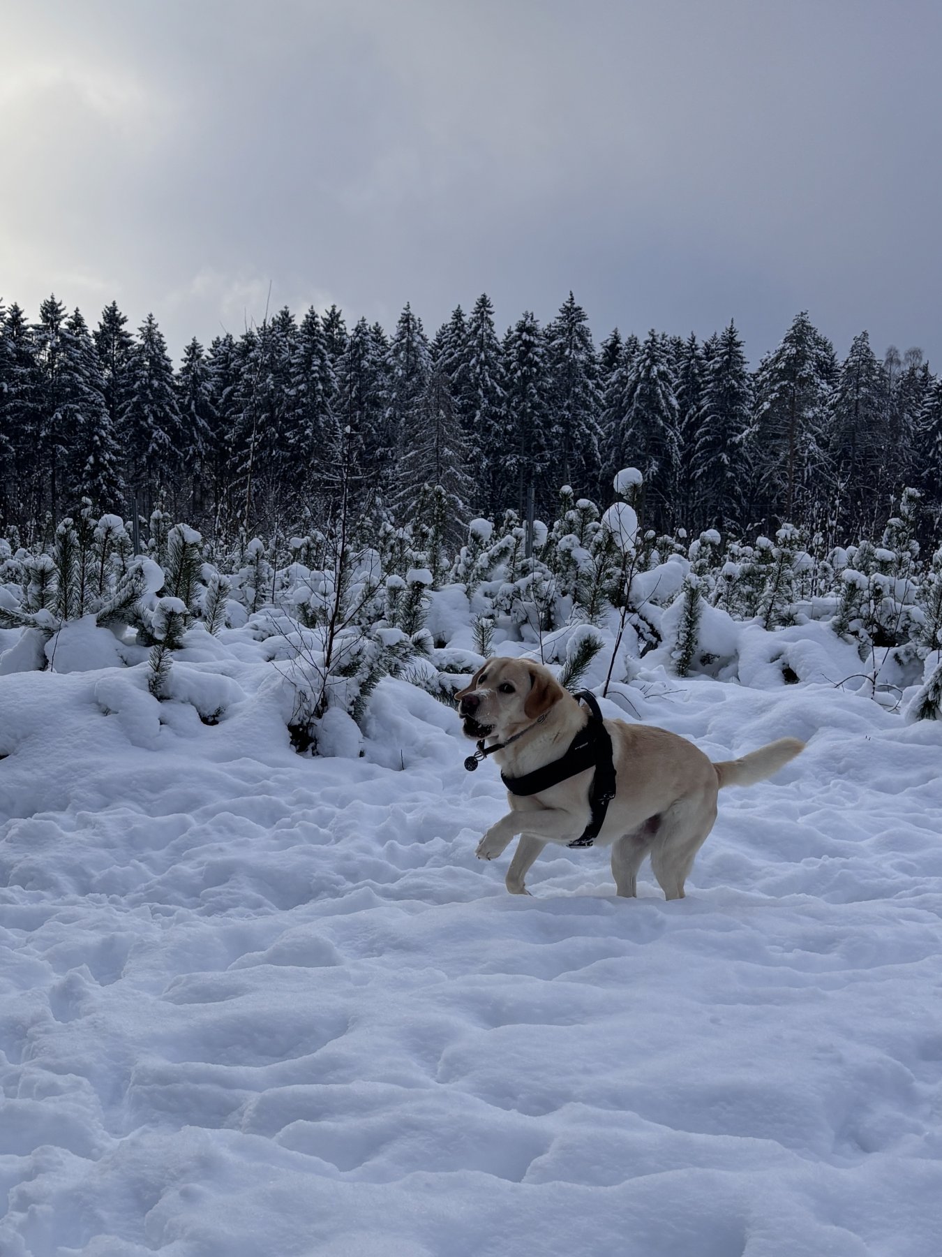 Apporte Assistenzhunde