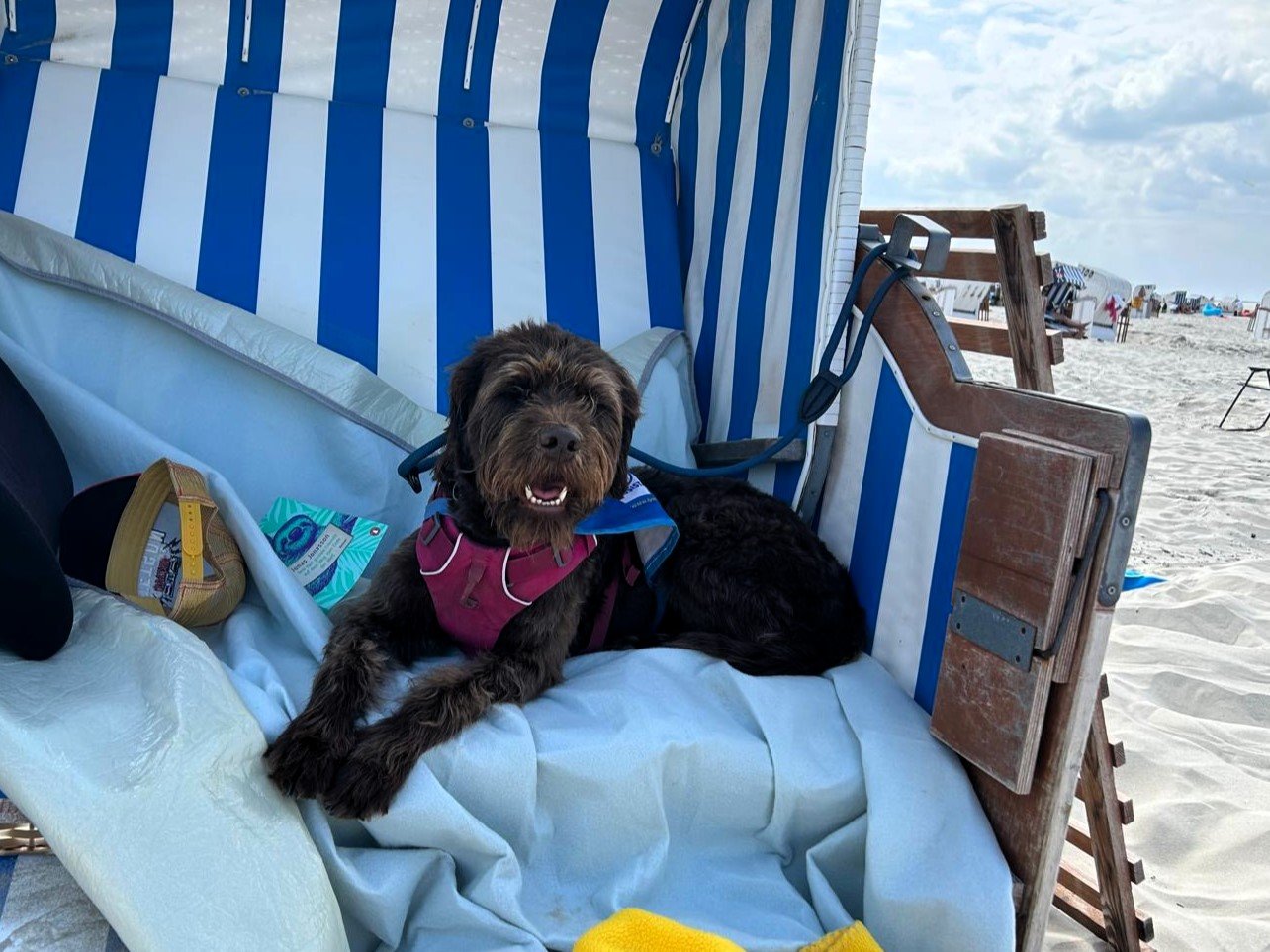 Apporte Assistenzhunde