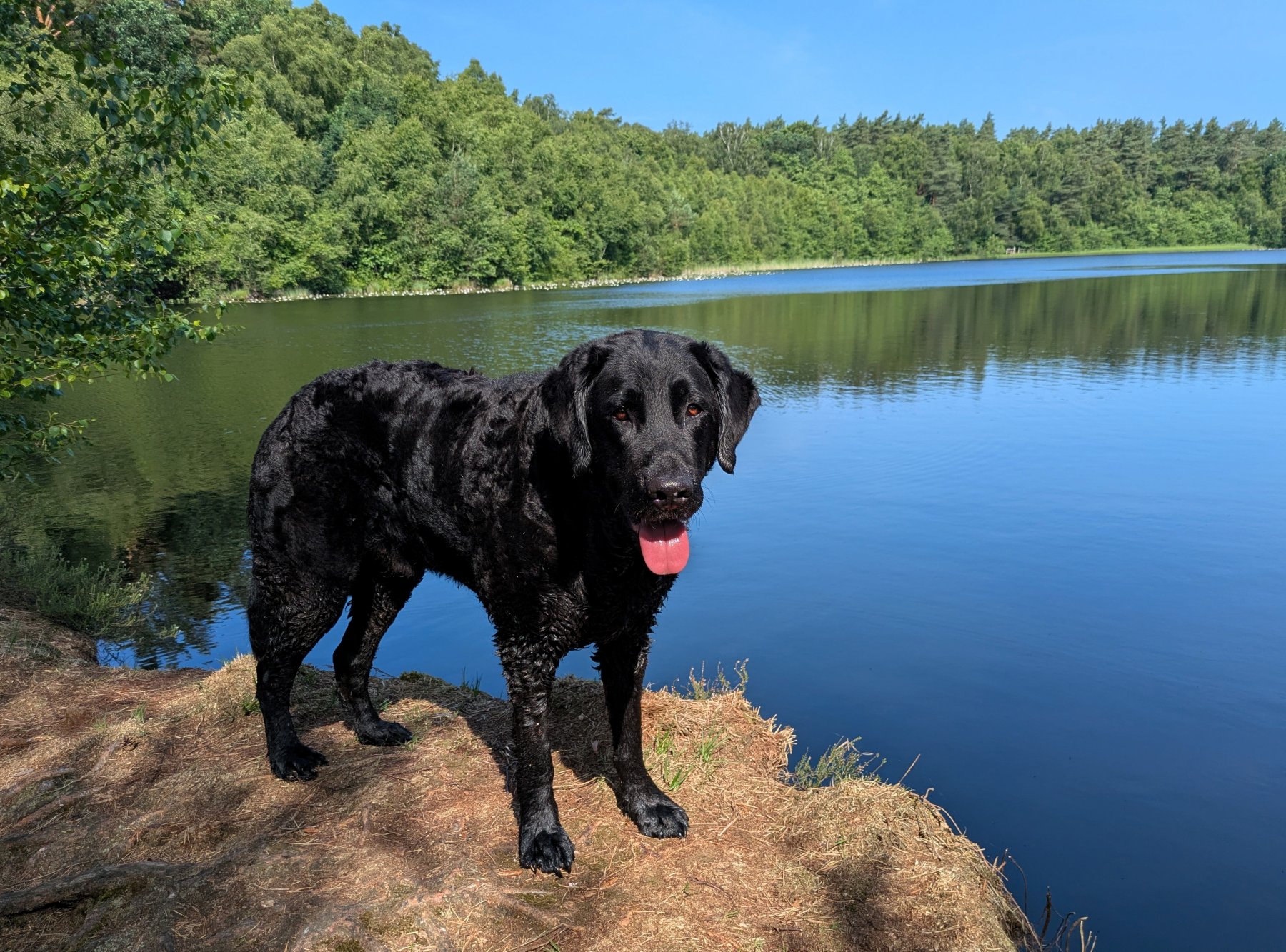 Apporte Assistenzhunde