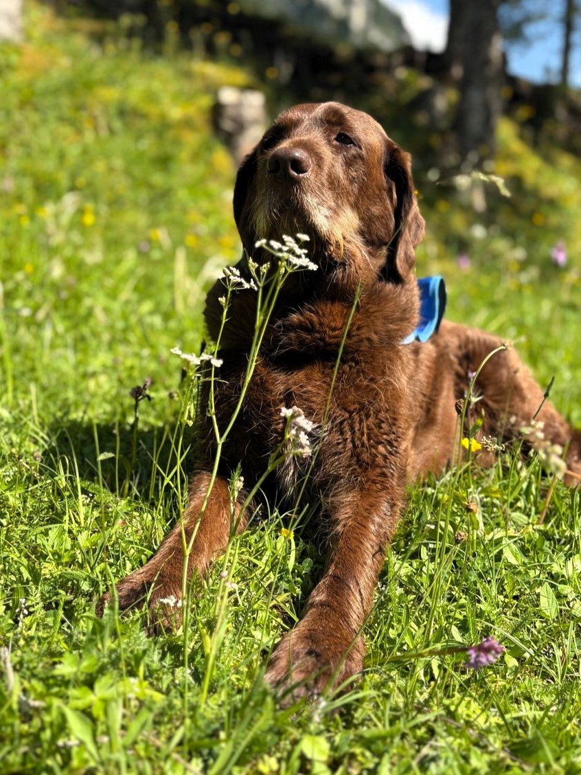 Apporte Assistenzhunde