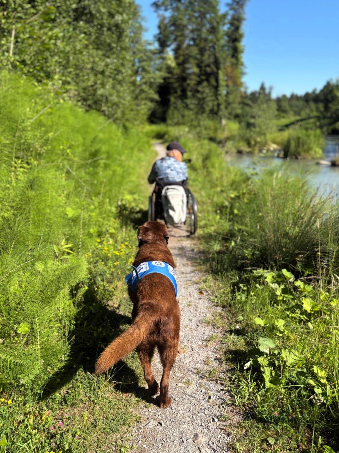 Apporte Assistenzhunde