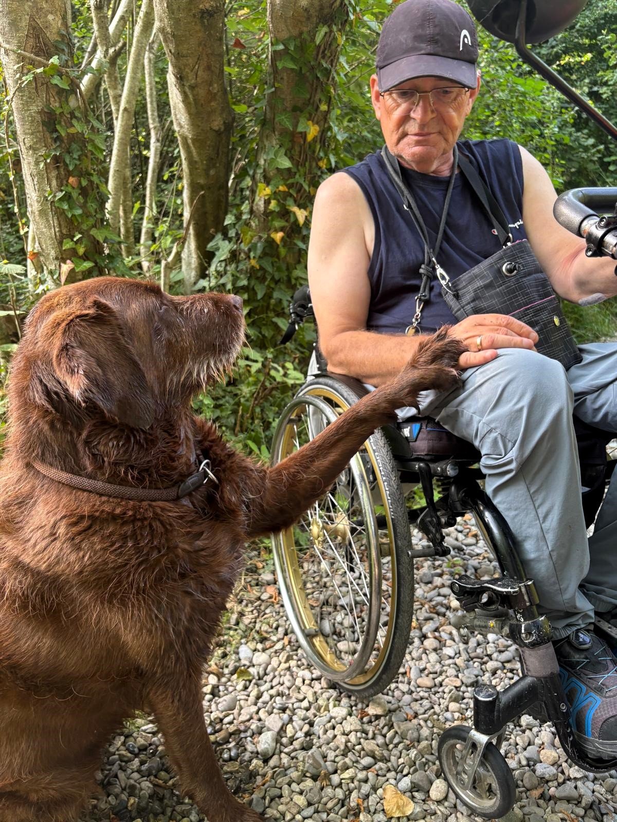 Apporte Assistenzhunde