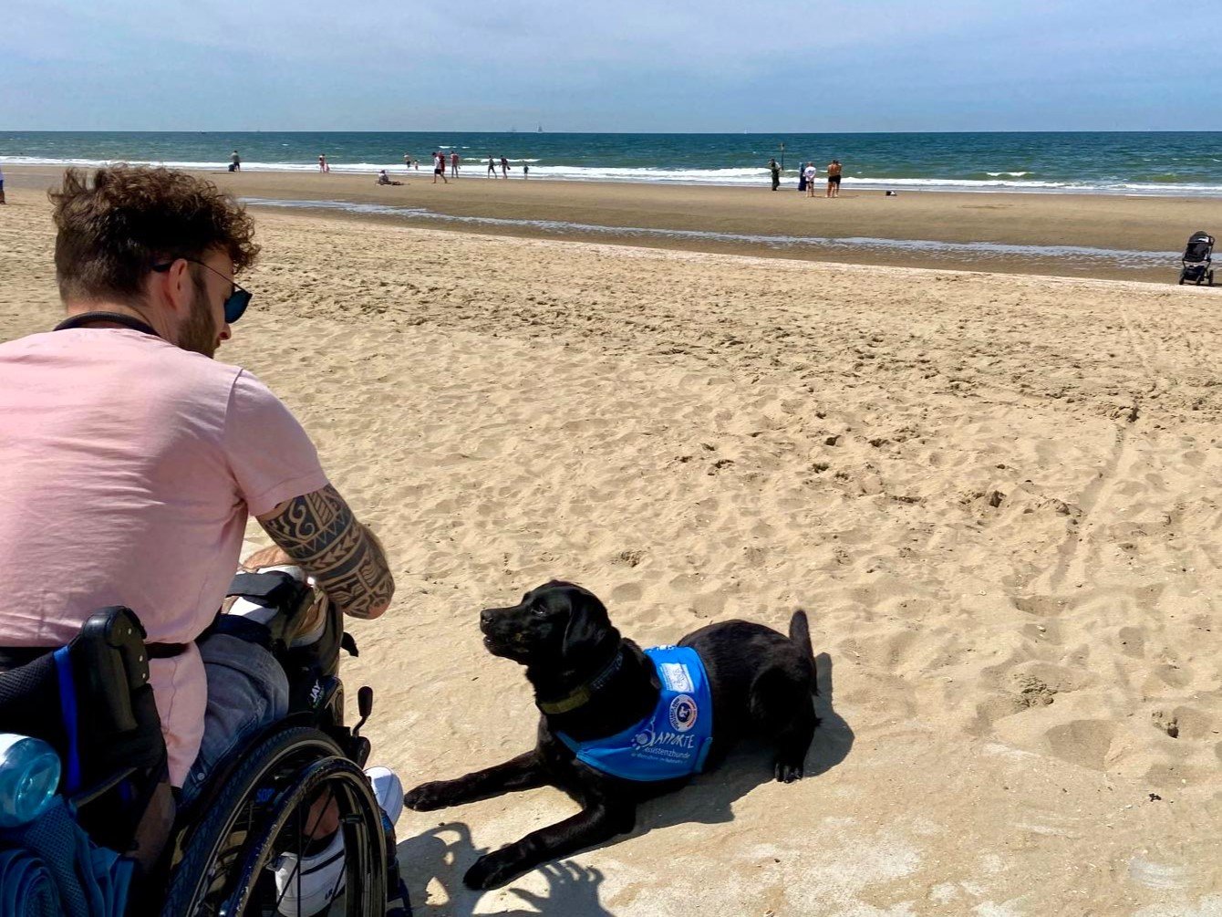 Apporte Assistenzhunde