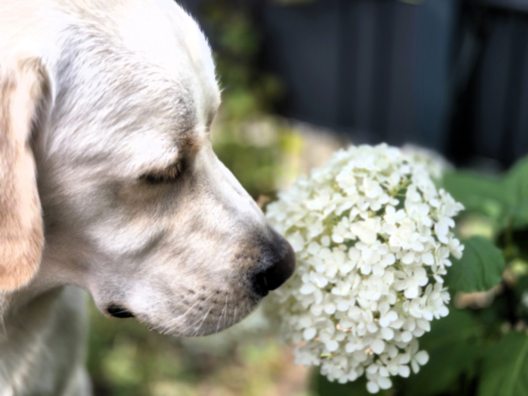 Apporte Assistenzhunde