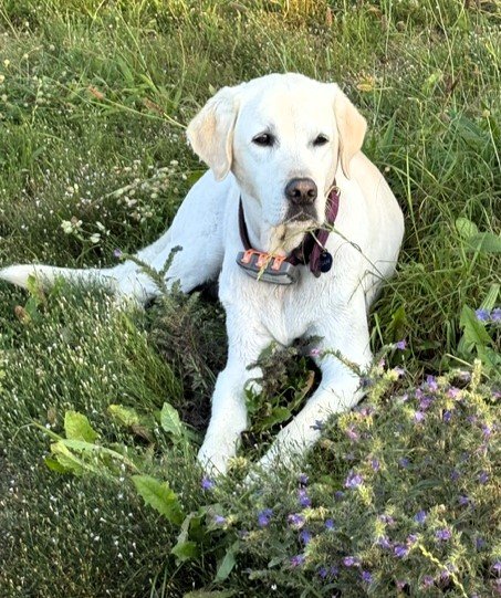 Apporte Assistenzhunde