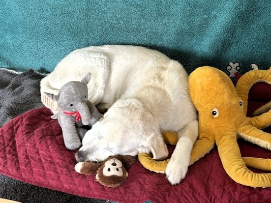 Apporte Assistenzhunde