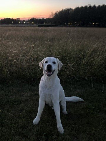 Apporte Assistenzhunde