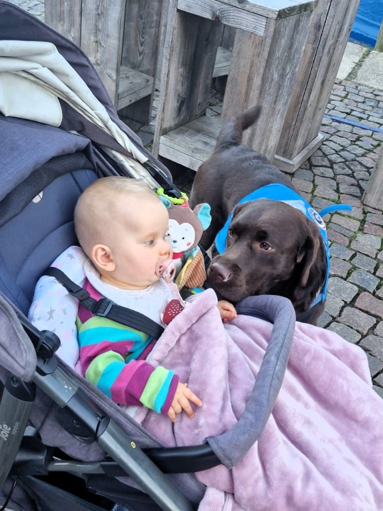 Apporte Assistenzhunde