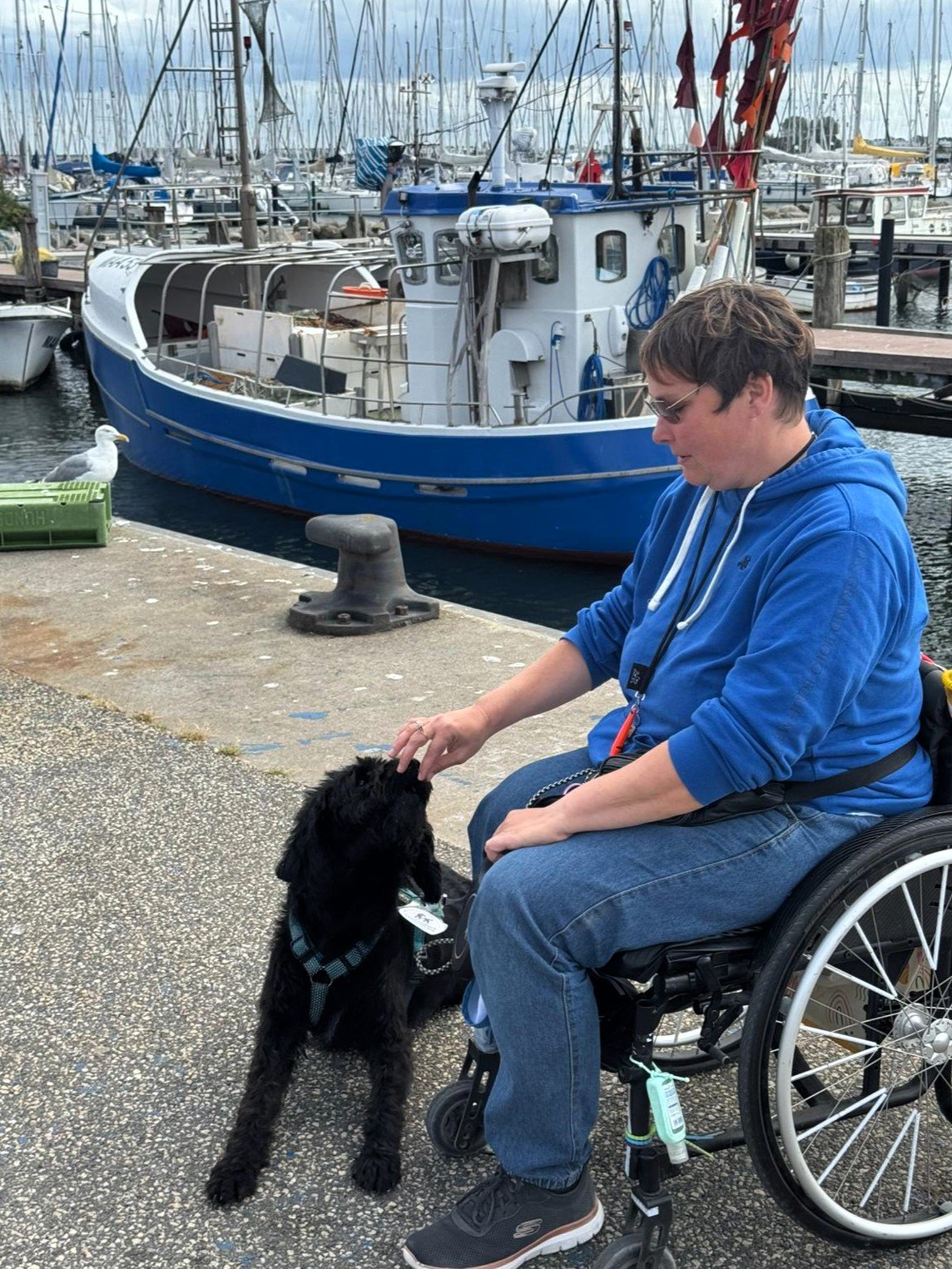 Apporte Assistenzhunde