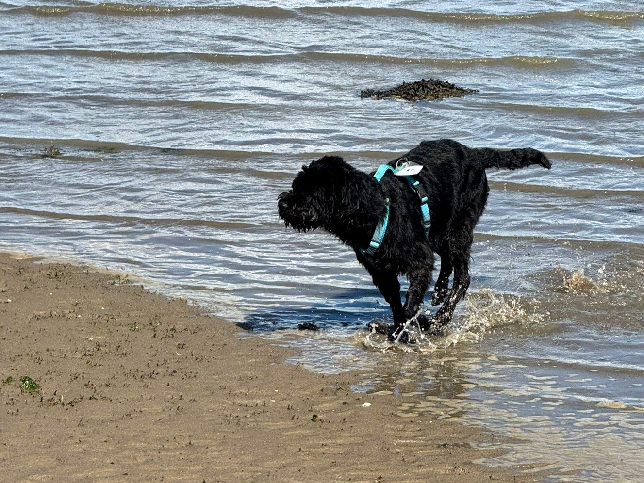 Apporte Assistenzhunde