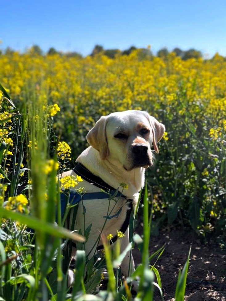 Apporte Assistenzhunde