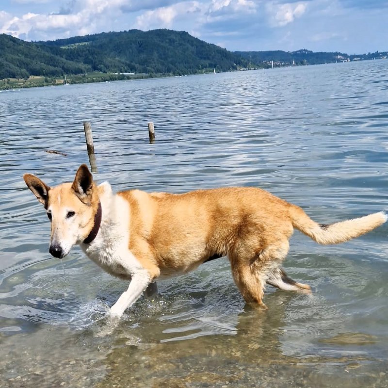 Apporte Assistenzhunde