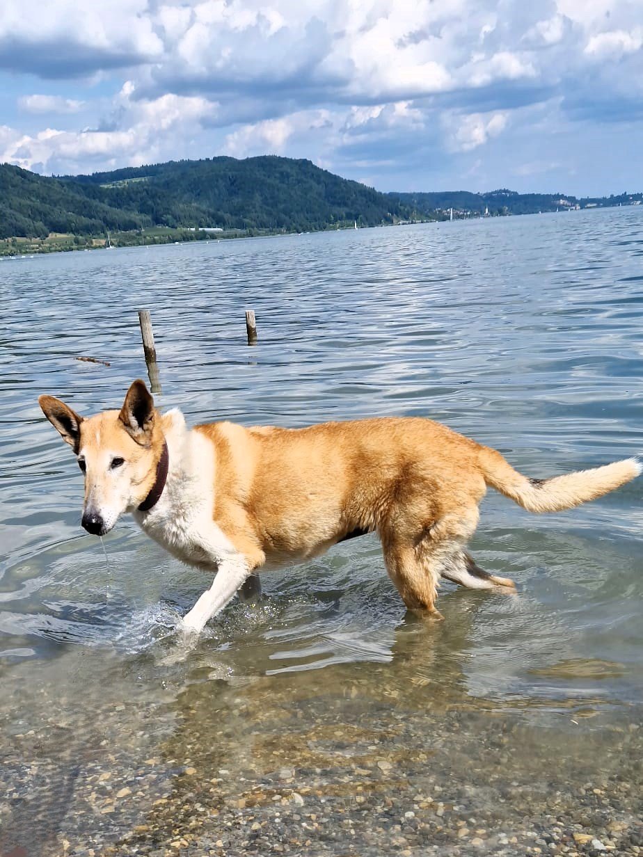 Apporte Assistenzhunde