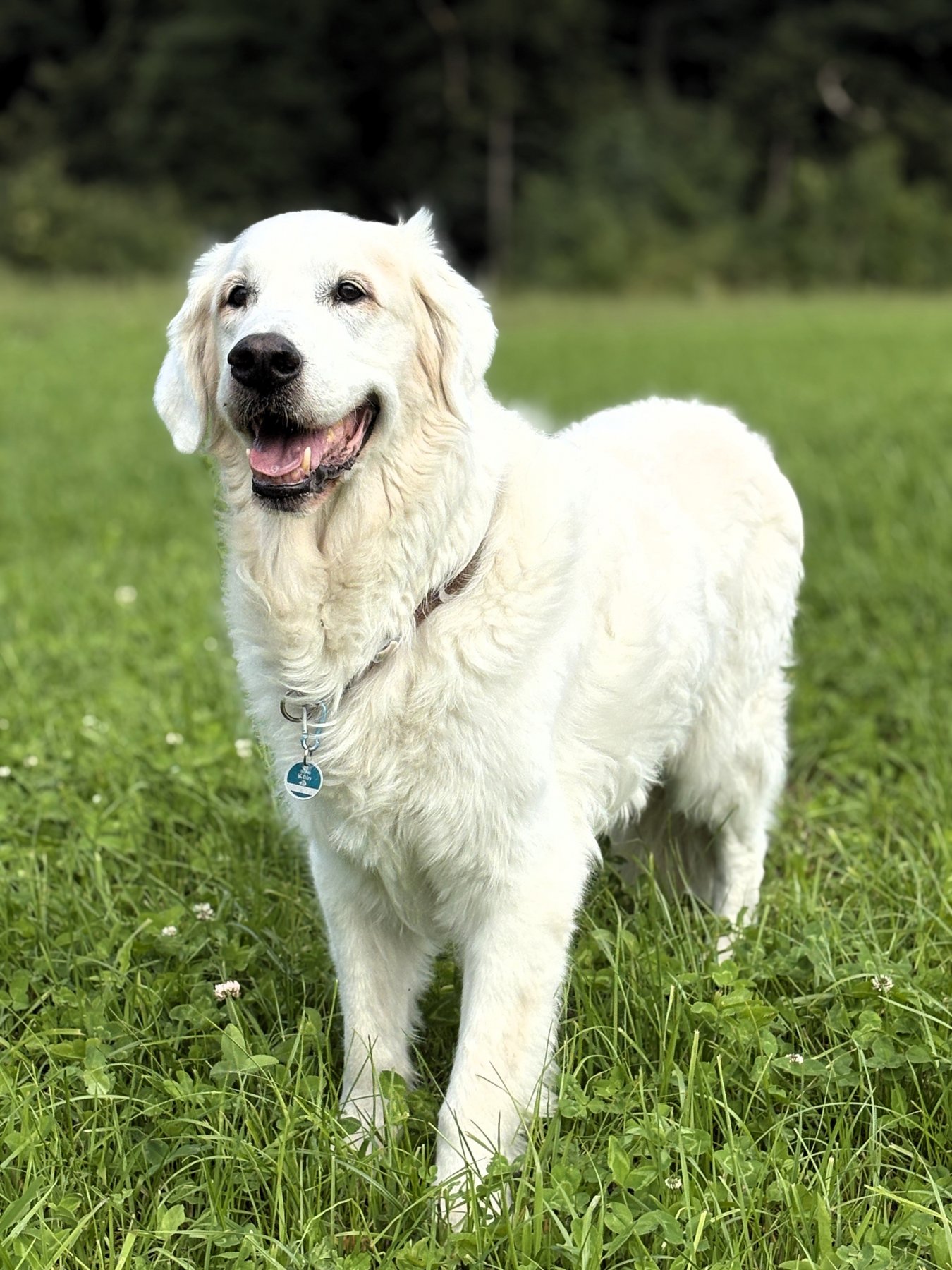 Apporte Assistenzhunde