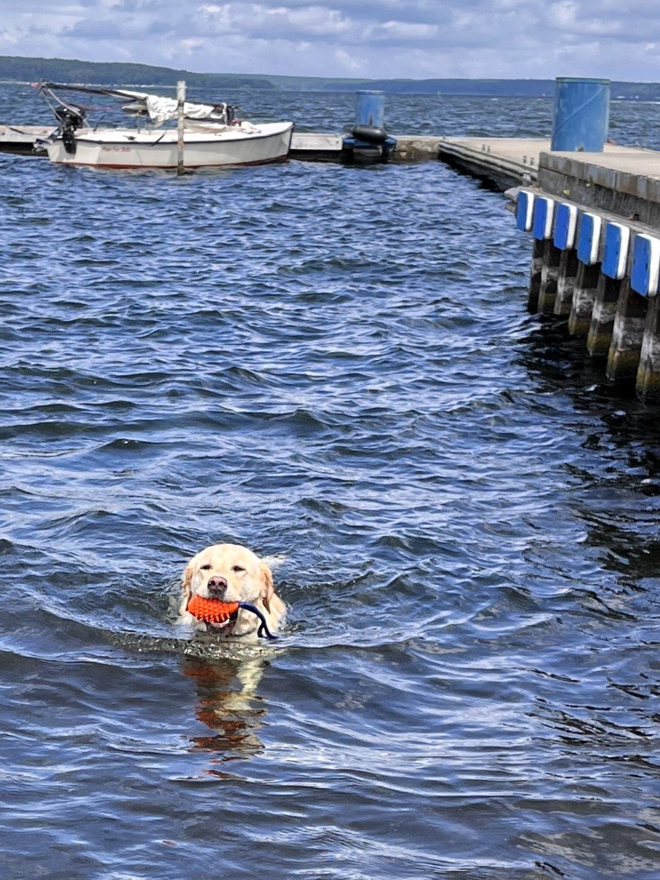 Apporte Assistenzhunde