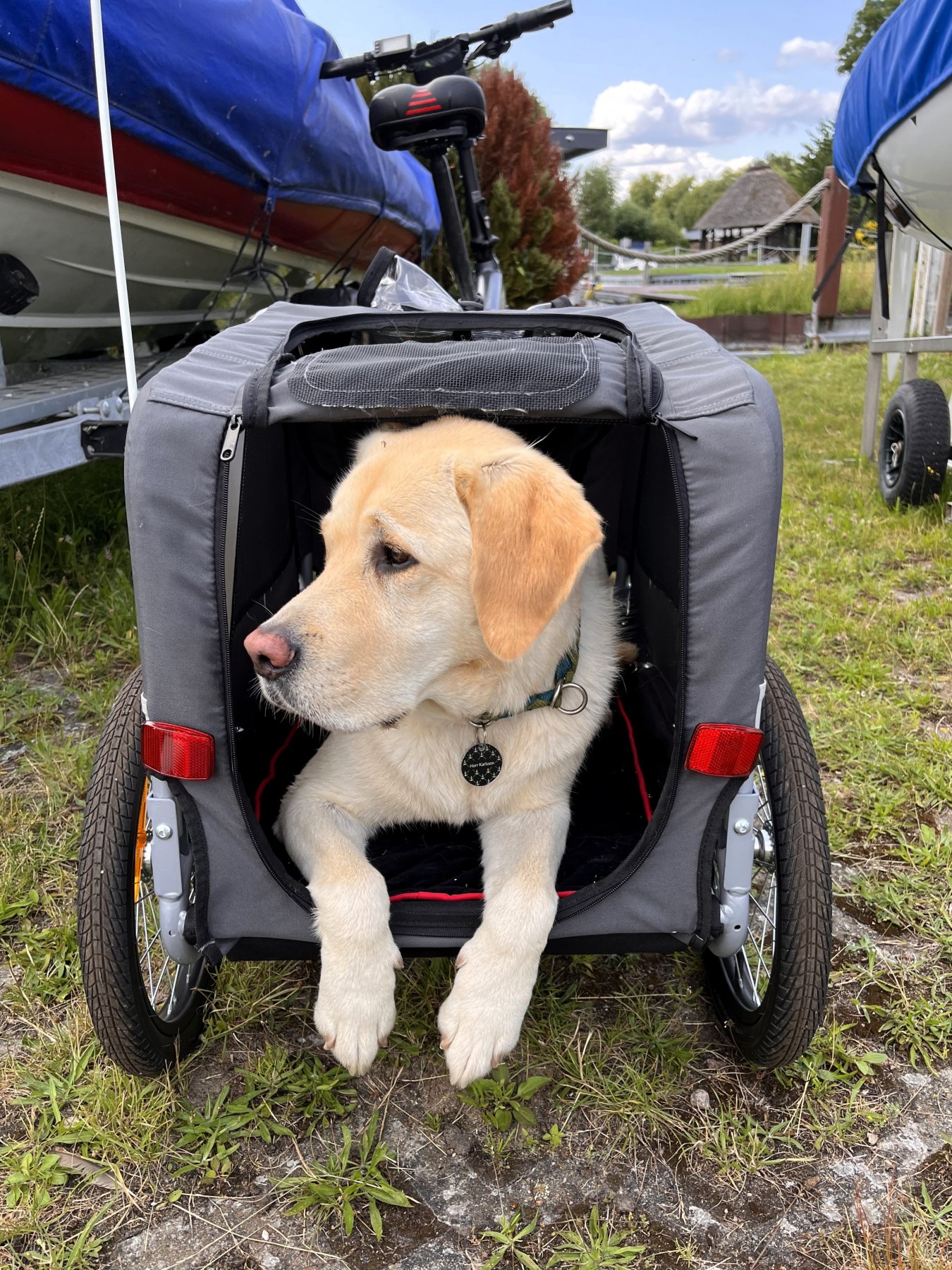 Apporte Assistenzhunde