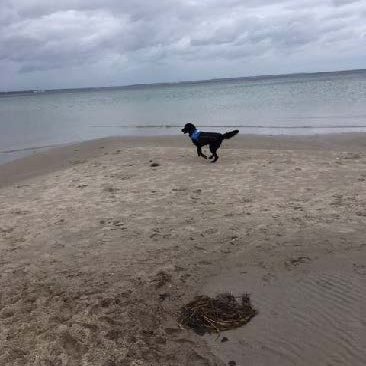 Assistenzhund im Urlaub: Denno rennt am Strand