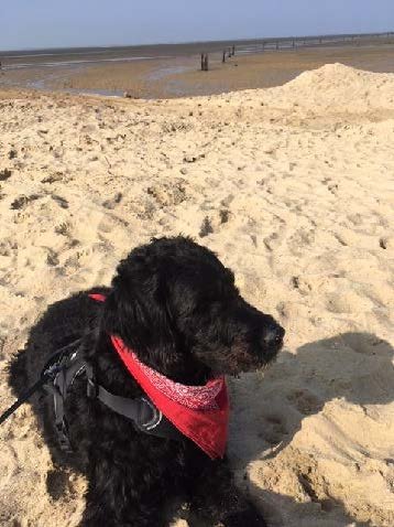 Assitenzhund Denno am Strand