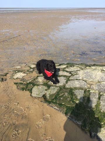 Assitenzhund Denno im Wattenmeer 1