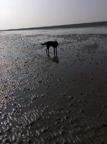 Assitenzhund Denno im Wattenmeer 2