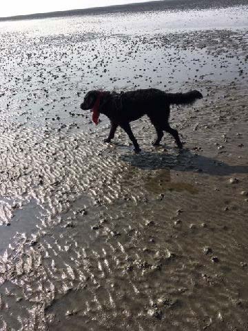 Assitenzhund Denno im Wattenmeer 3