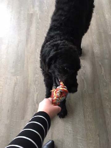 Assitenzhund Denno tobt und  zieht an einem Knoten