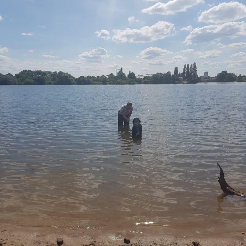 Assistenzhund Denno in einem See mit Nicole