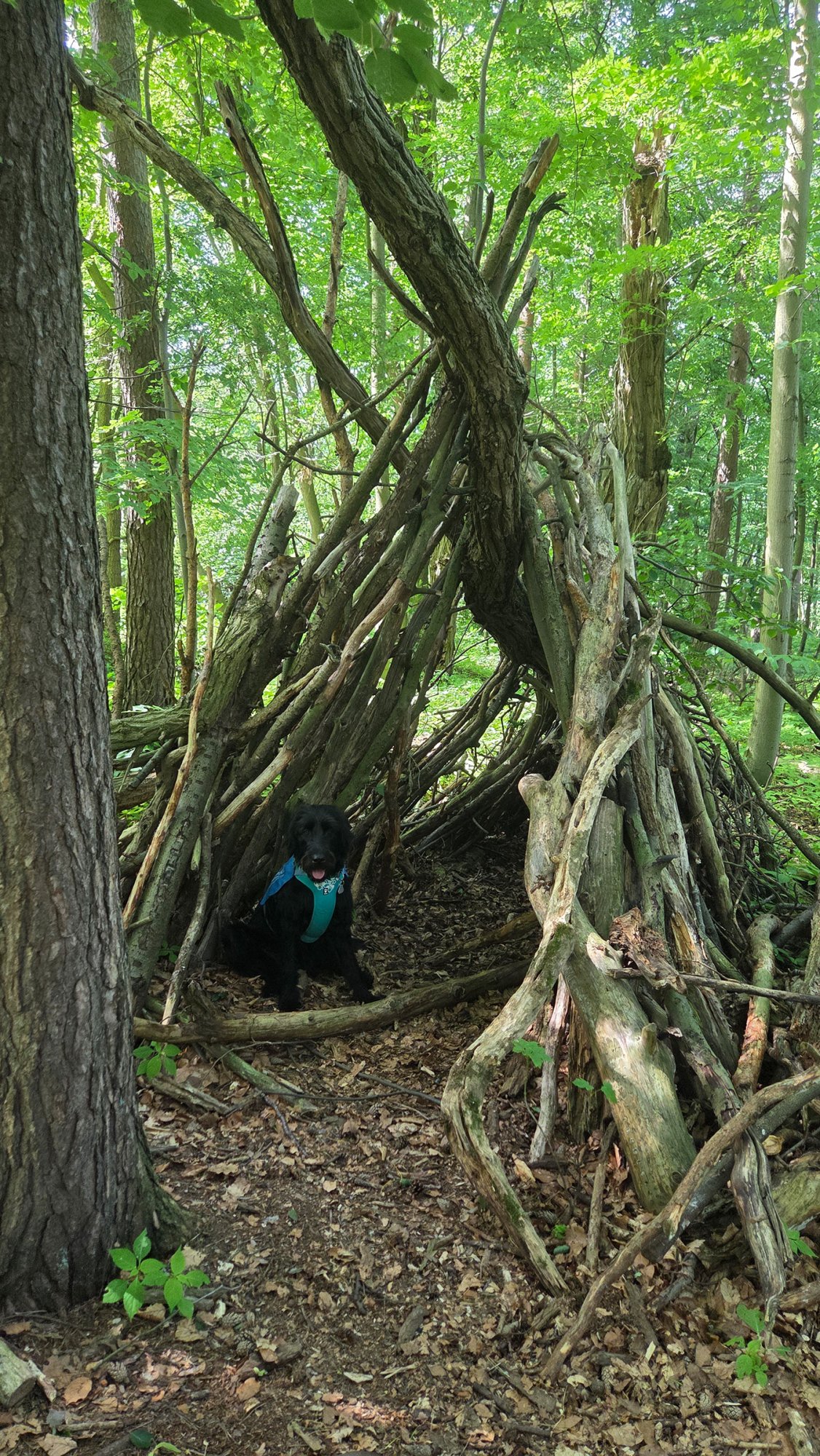 Hütte im Wald