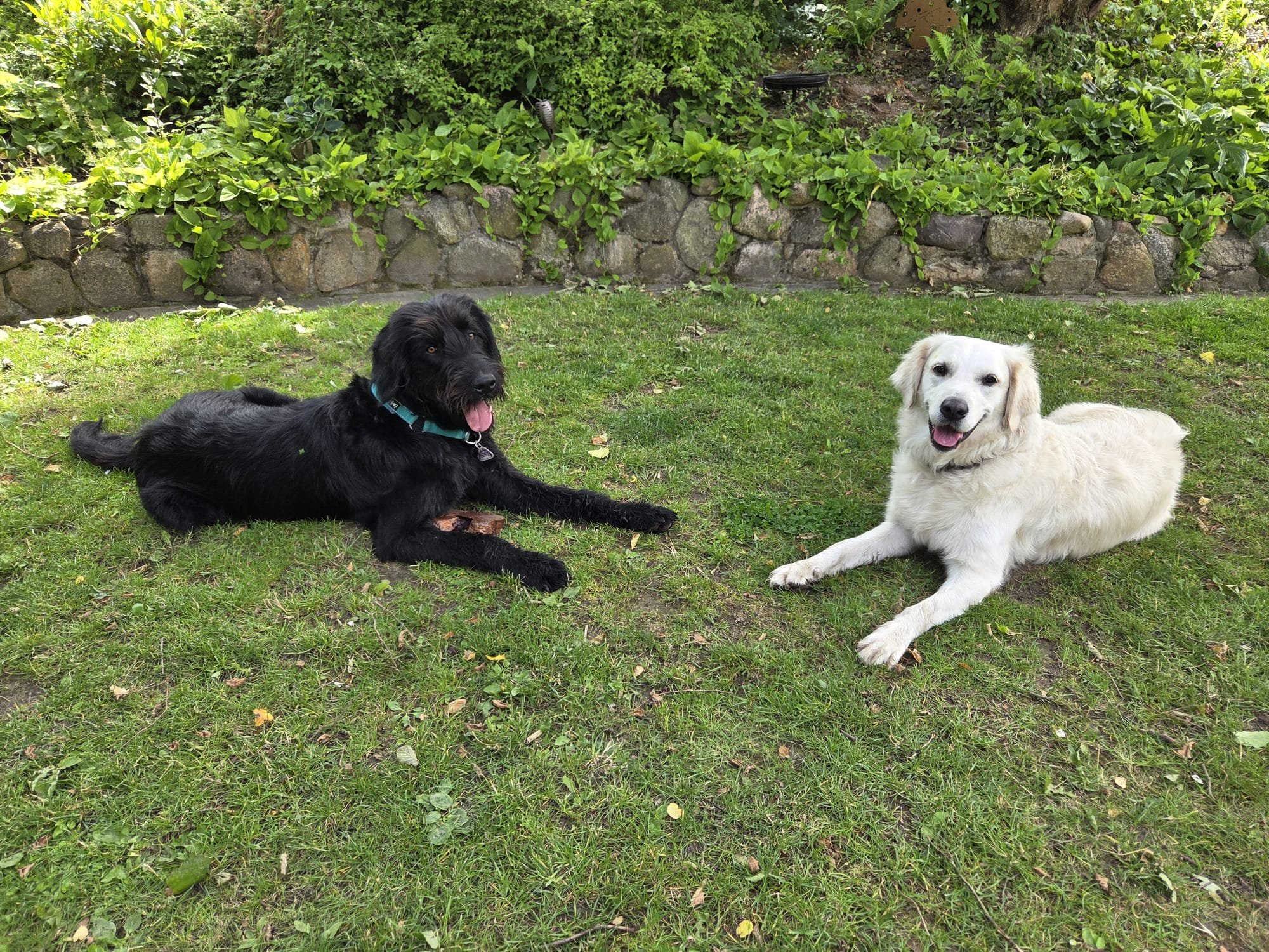 Kontakt mit dem Hund von Freunden