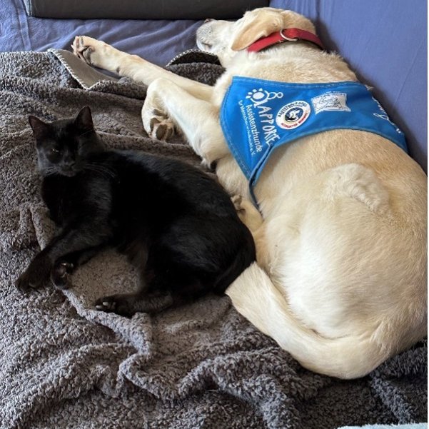 Sam und eine schwarze Katze liegen zusammen auf dem Sofa