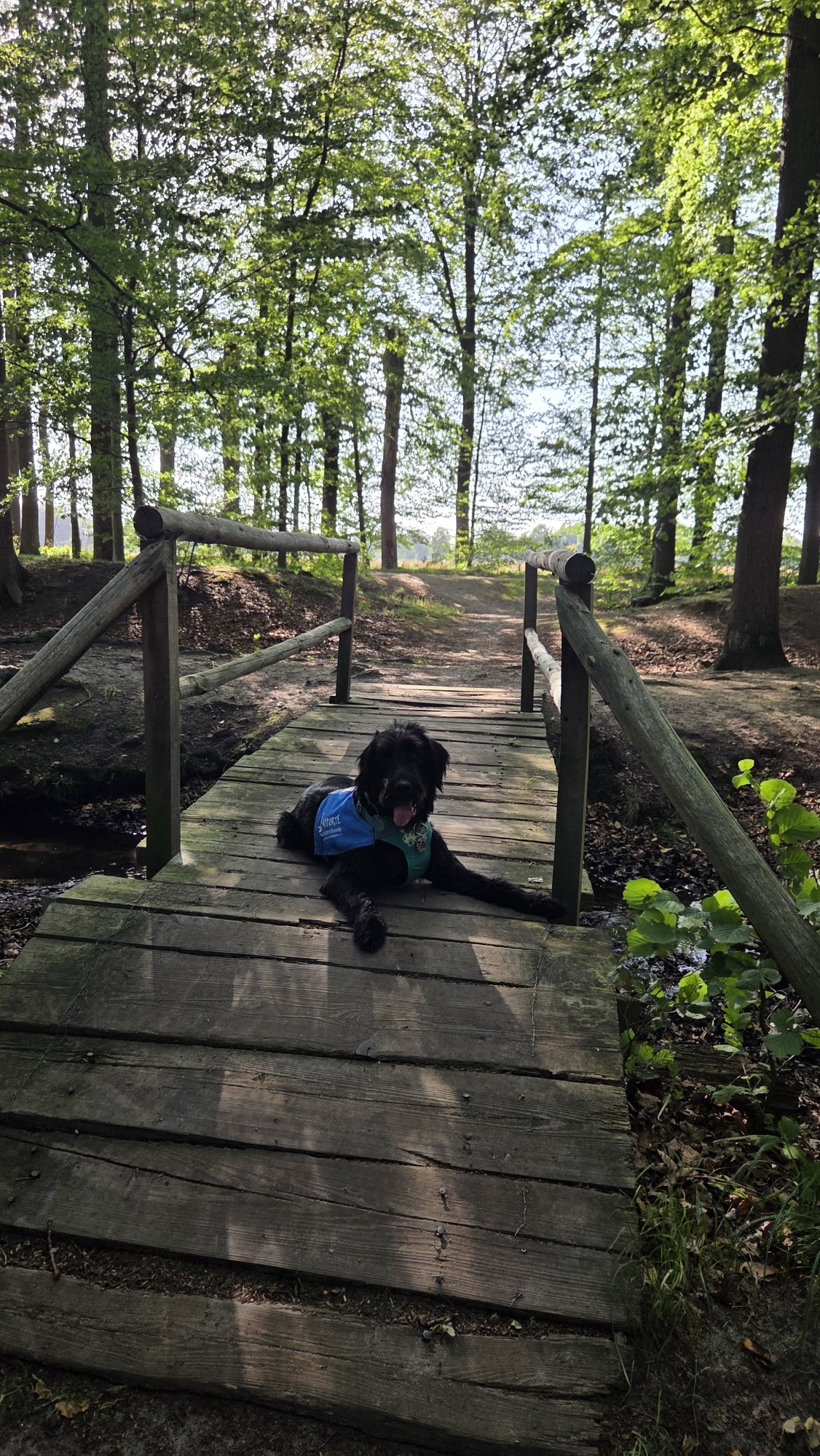 Auf dem Steg im Wald