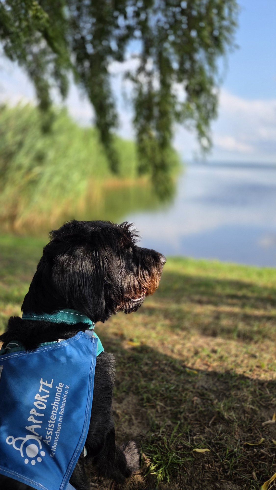 Ninja blickt auf den See