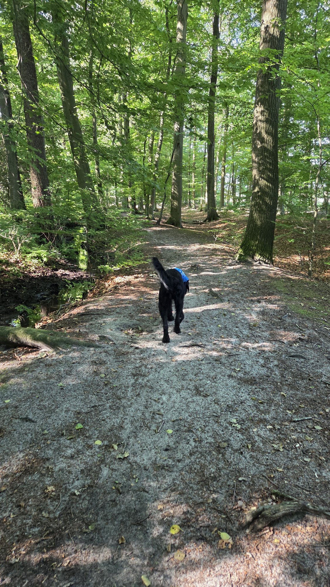 Ninja im Wald