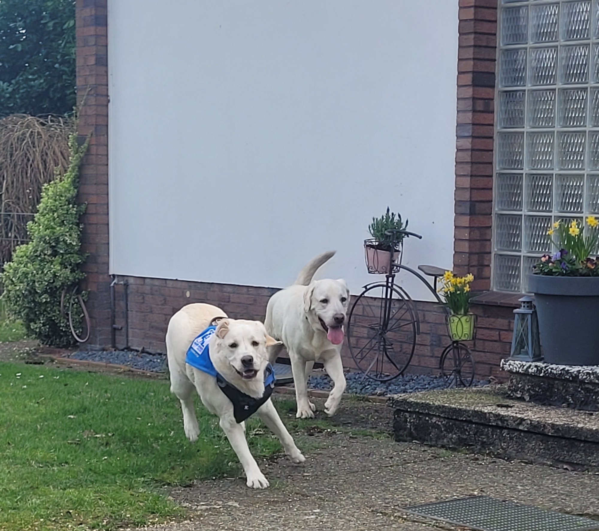Hunde Besuch