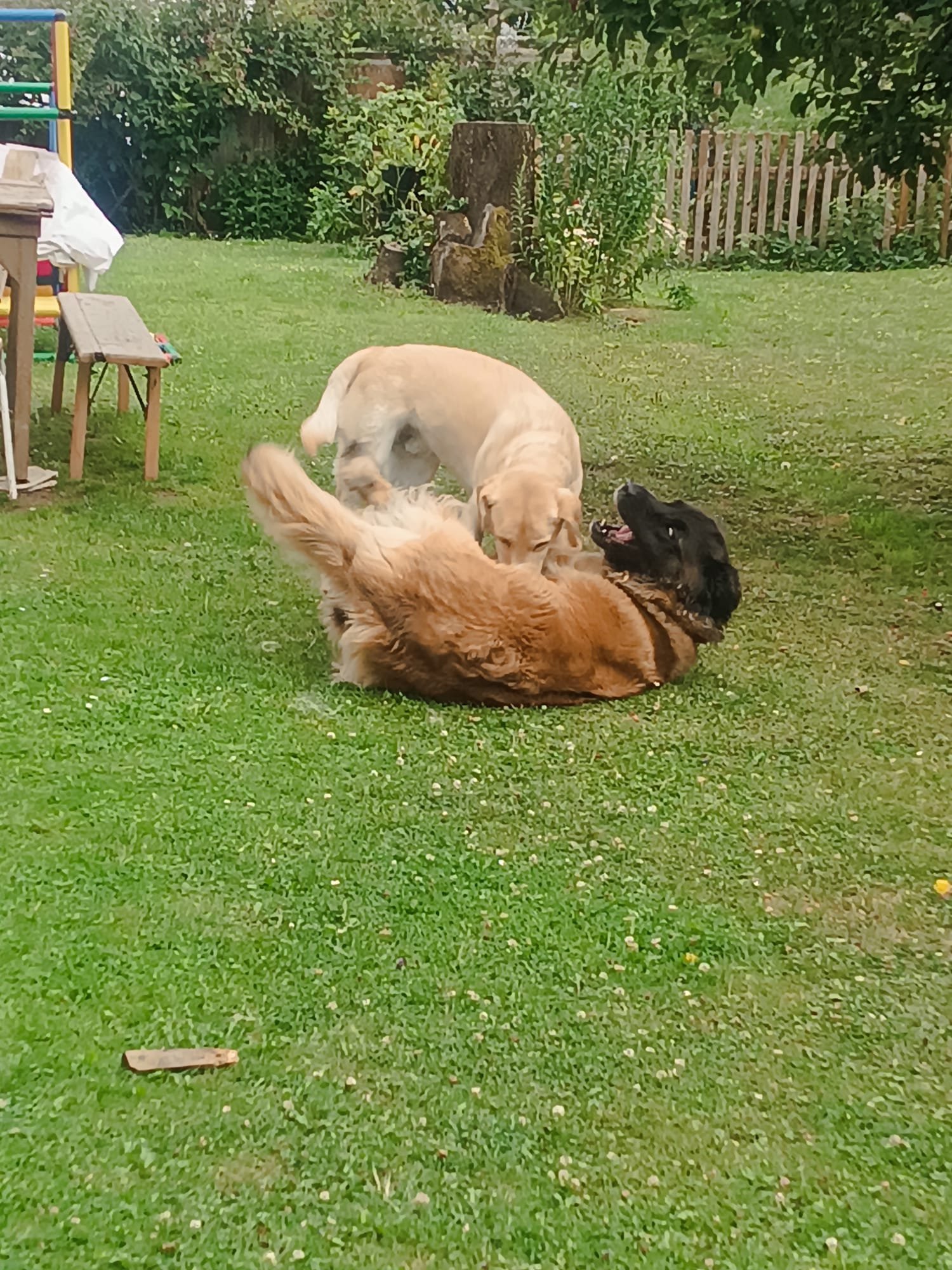 Auch toben muss mal sein