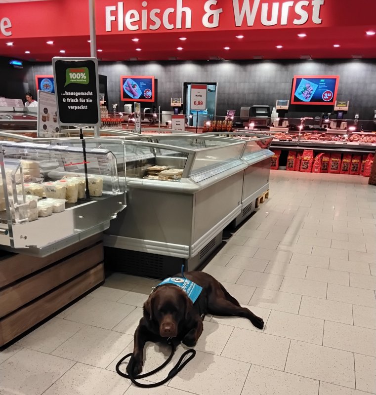 Assistenzhund vor der Fleischtheke