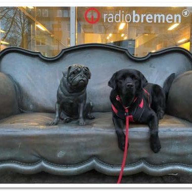 Assistenzhund Mate auf einem Sofa vor Radio Bremen zusammen mit einem Hund aus Bronze