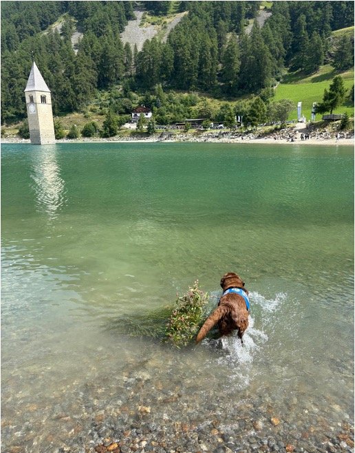 Merle am Wasser 2
