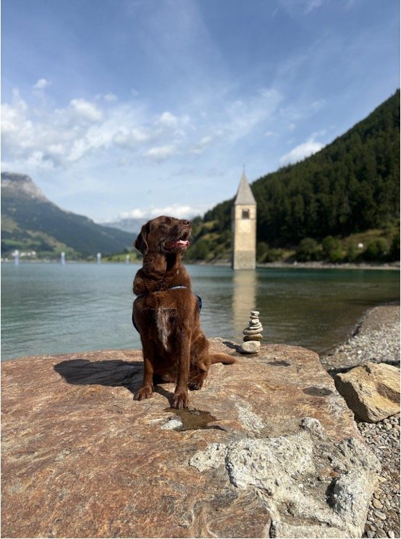 Merle am Wasser