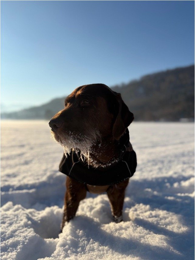 Merle im Schnee 2