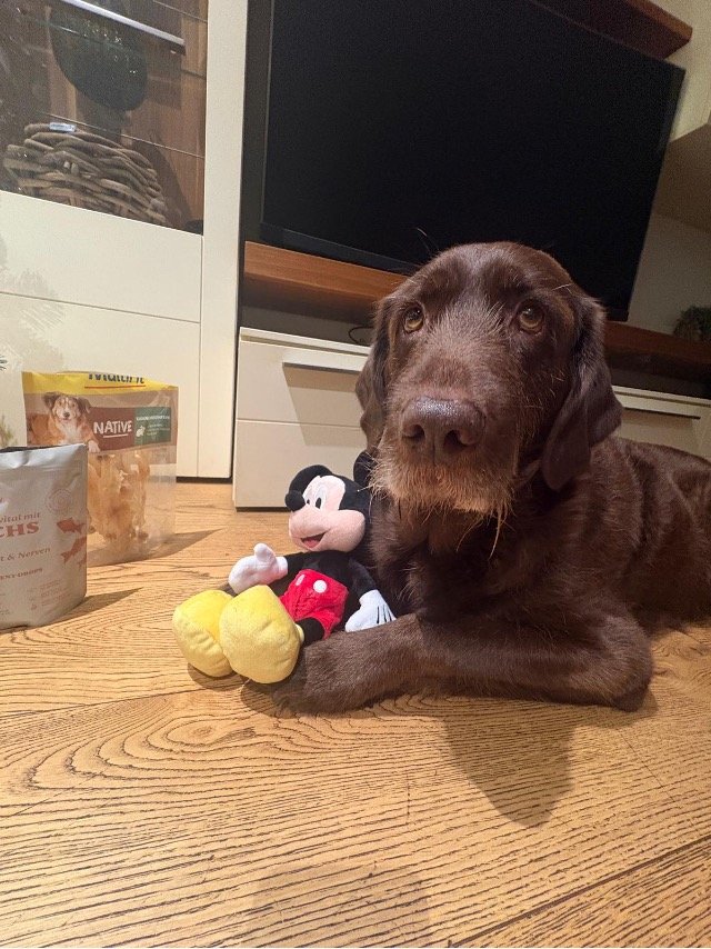 Merle mit Mickey Mouse