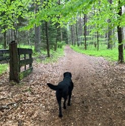 Assistenzhund Pelle auf Feldweg