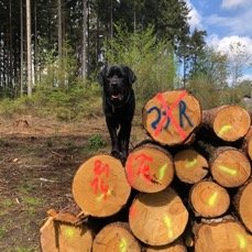Assistenzhund Pelle auf Stämmen